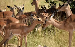 Convention sur le commerce international des espèces de faune et de flore sauvages menacées d'extinction (CITES)